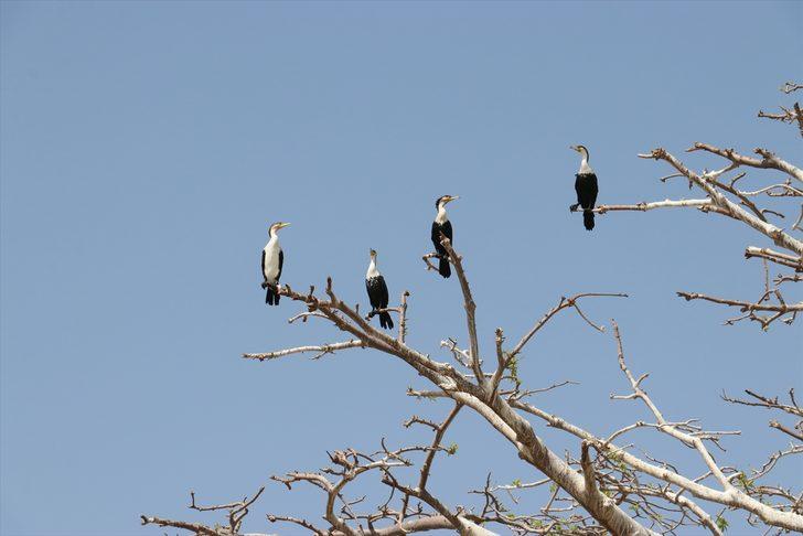 Senegal'in okyanus kıyısındaki kutsal adası Sangomar G2