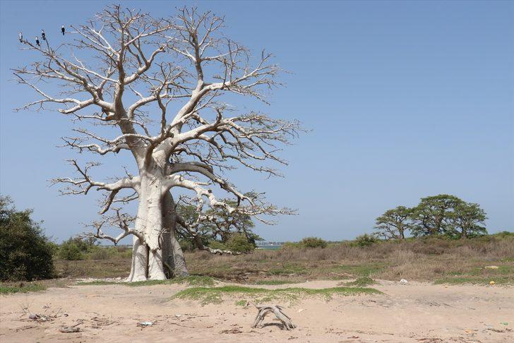 Senegal'in okyanus kıyısındaki kutsal adası Sangomar G4