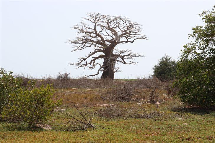 Senegal'in okyanus kıyısındaki kutsal adası Sangomar G5