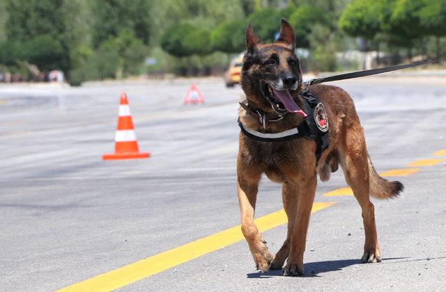 Hassas burun 'Kara', şark hizmeti için Van'da 