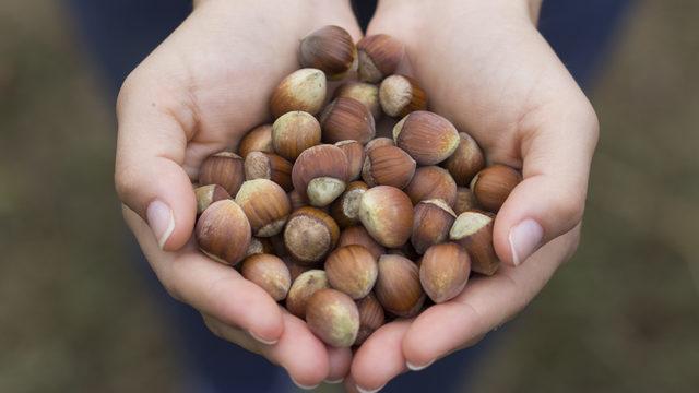 Ferrero: Türkiye 2 milyon ton fındık üretebilir