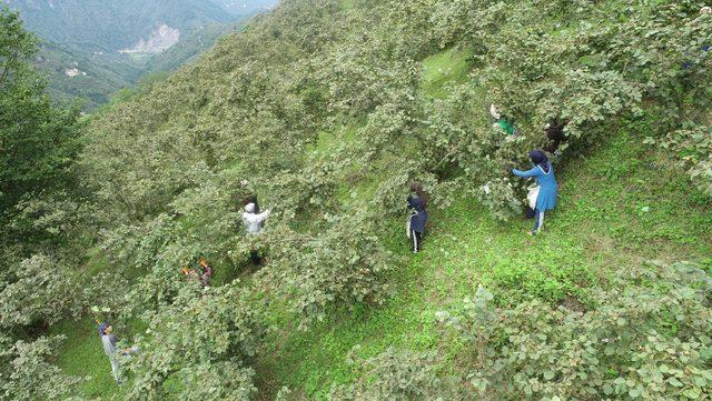 Karadeniz'de fındık bereketi