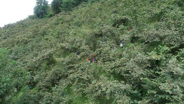 Karadeniz'de fındık bereketi