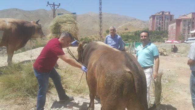 Hakkari’de kurbanlıklar sağlık taramasından geçirildi