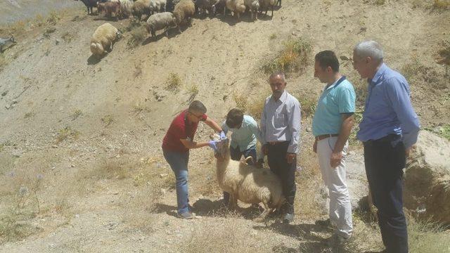 Hakkari’de kurbanlıklar sağlık taramasından geçirildi