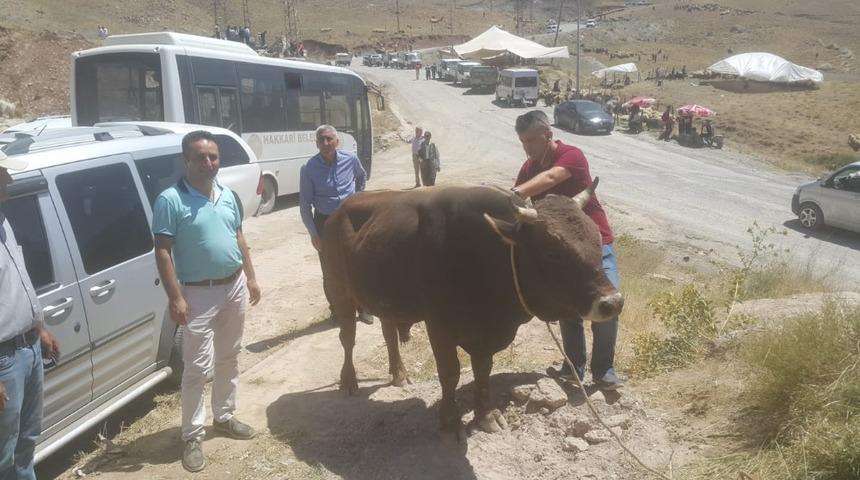 Hakkari&rsquo;de kurbanlıklar sağlık taramasından ge&ccedil;irildi