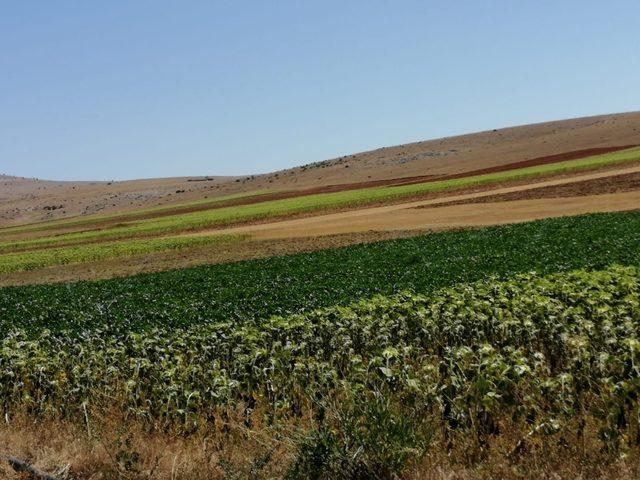 Tarımın yükselen yıldızı Aslanapa