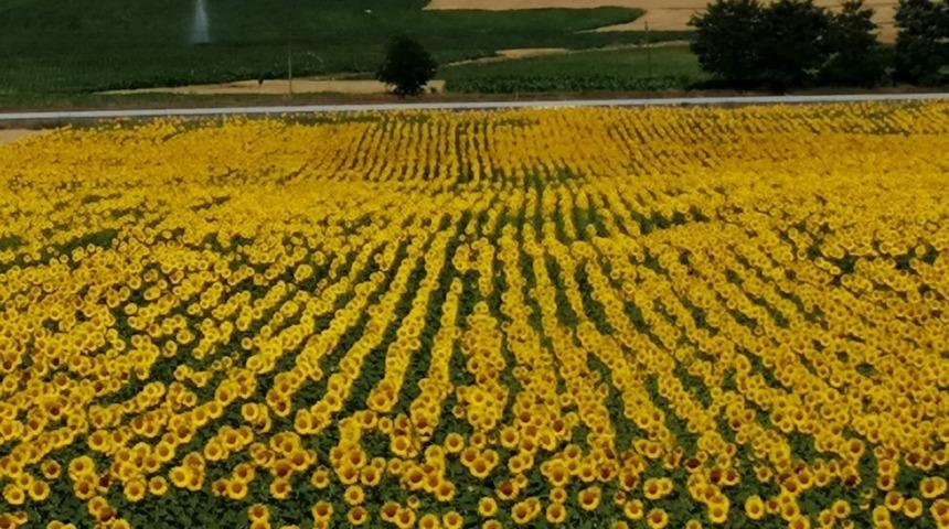 Tarımın y&uuml;kselen yıldızı Aslanapa