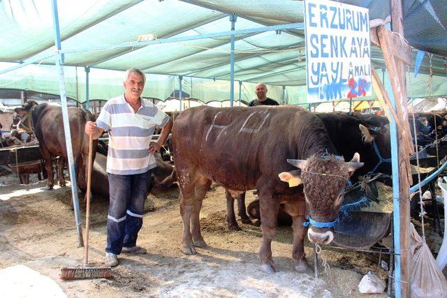 İzmirliler kurban almak için Arife Gününü bekliyor