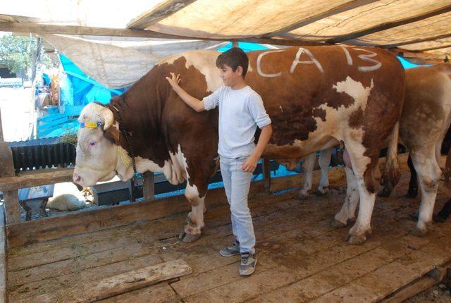 Kurban pazarının gözdesi 20 bin liraya satıldı