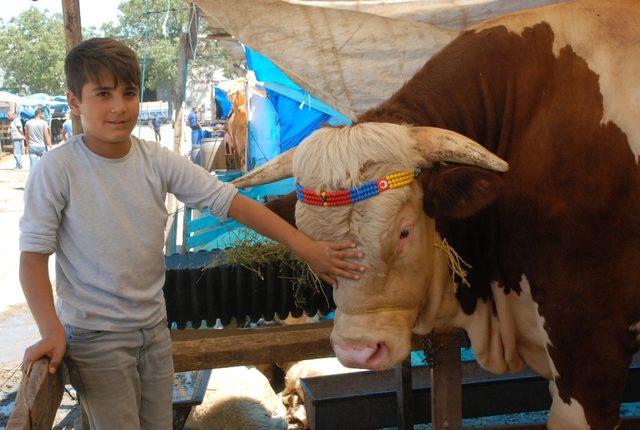 Kurban pazarının gözdesi 20 bin liraya satıldı