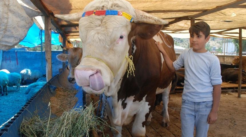 Kurban pazarının gözdesi 20 bin liraya satıldı
