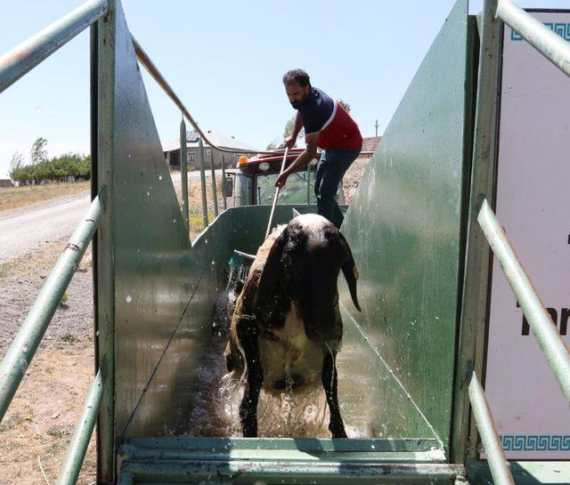 Mobil koyun banyoluğu ile hayvanlar yıkanıp, ilaçlanıyor