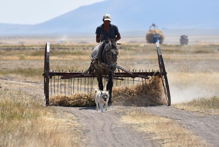 Çiftçilerin sıcak havada hasat mesaisi G3