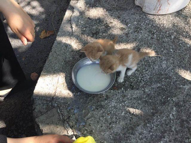 Biberonda bulunan sütle kedi yavrularını kurtardı