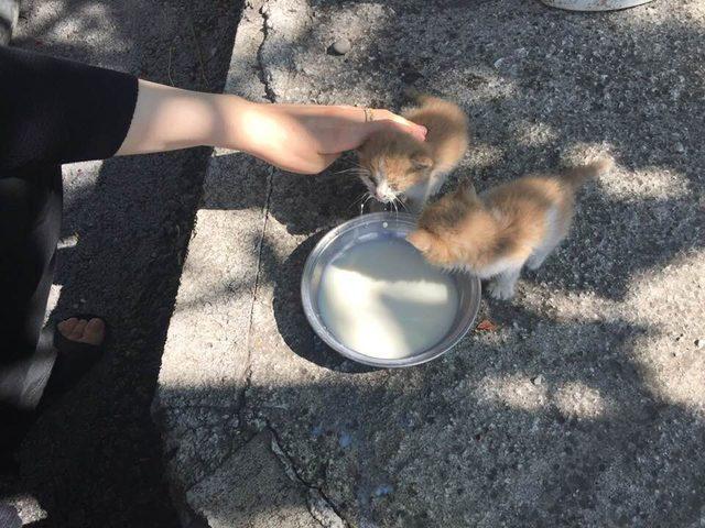 Biberonda bulunan sütle kedi yavrularını kurtardı