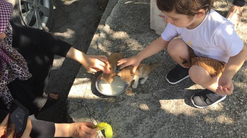 Biberonda bulunan s&uuml;tle kedi yavrularını kurtardı