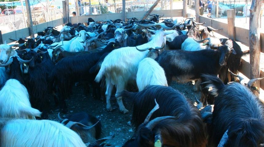 Devrek&rsquo;te kurbanlıklar alıcılarını bekliyor