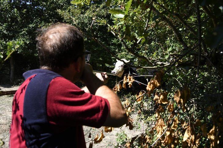 Pendik’te kaçan kurbanlıklara üfleme çubuklu ekip G2
