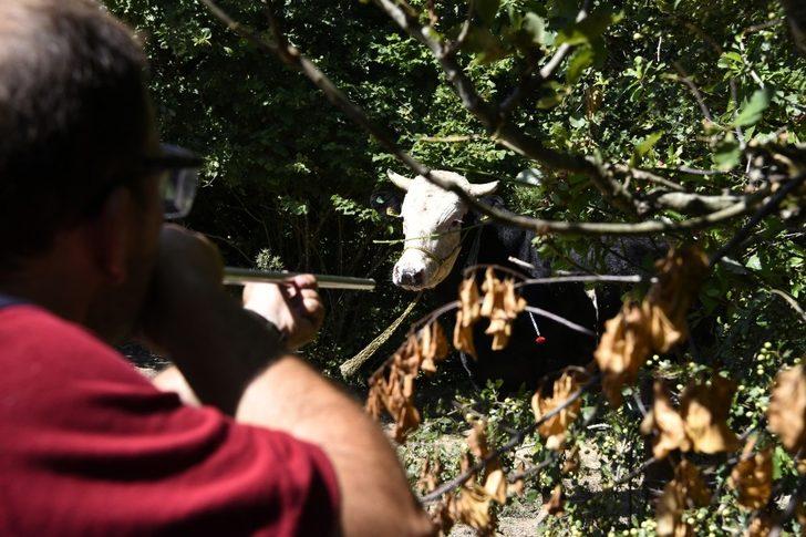 Pendik’te kaçan kurbanlıklara üfleme çubuklu ekip G3