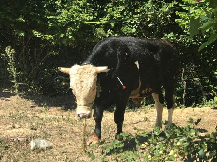 Pendik’te kaçan kurbanlıklara üfleme çubuklu ekip G5
