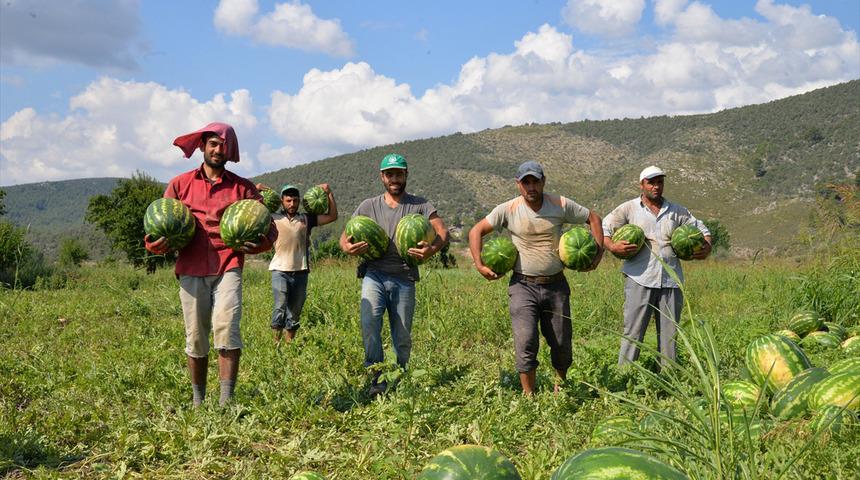 Tarlada kalan karpuzlar işçiye 'bayram hediyesi' oldu