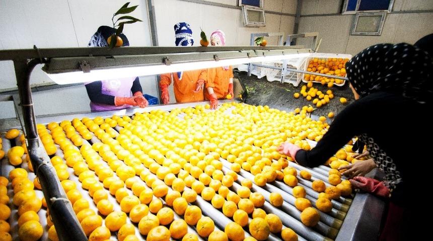 Narenciyede 900 milyon dolar ihracat hedefi