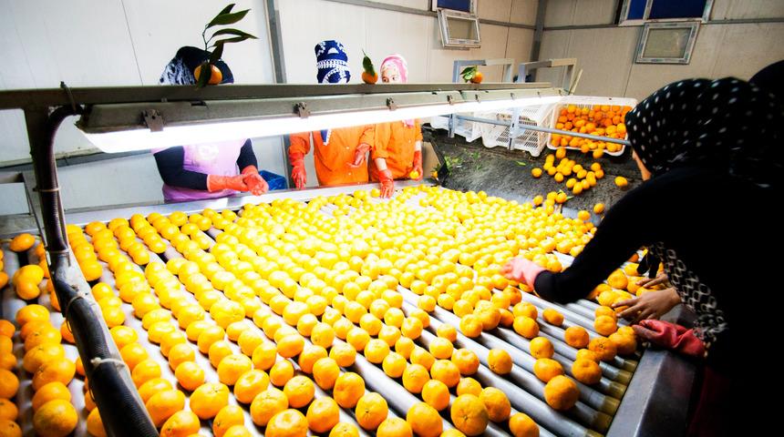  Narenciye ihracatından 560 milyon dolar gelir