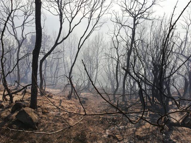 Orman yangını kısmen kontrol altına alındı