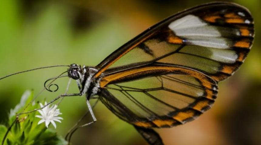 İnanılmaz! Hi&ccedil; bu kadar yakından g&ouml;rmediniz