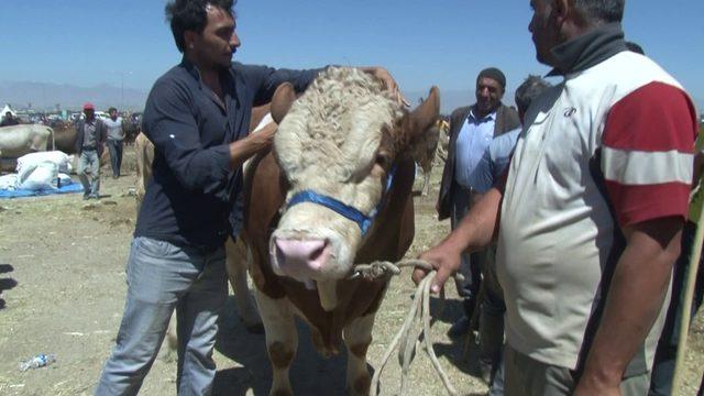 Erzurum’da kurban pazarının Dadaş boğası göz kamaştırdı