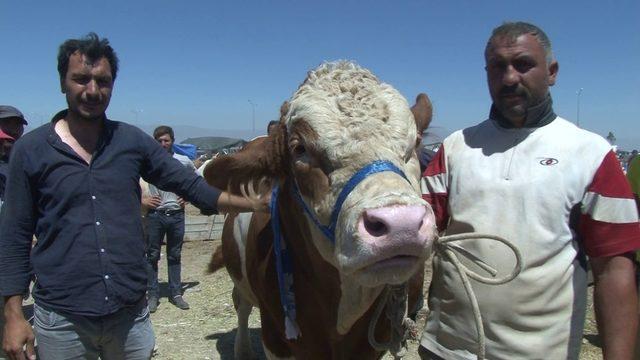 Erzurum’da kurban pazarının Dadaş boğası göz kamaştırdı