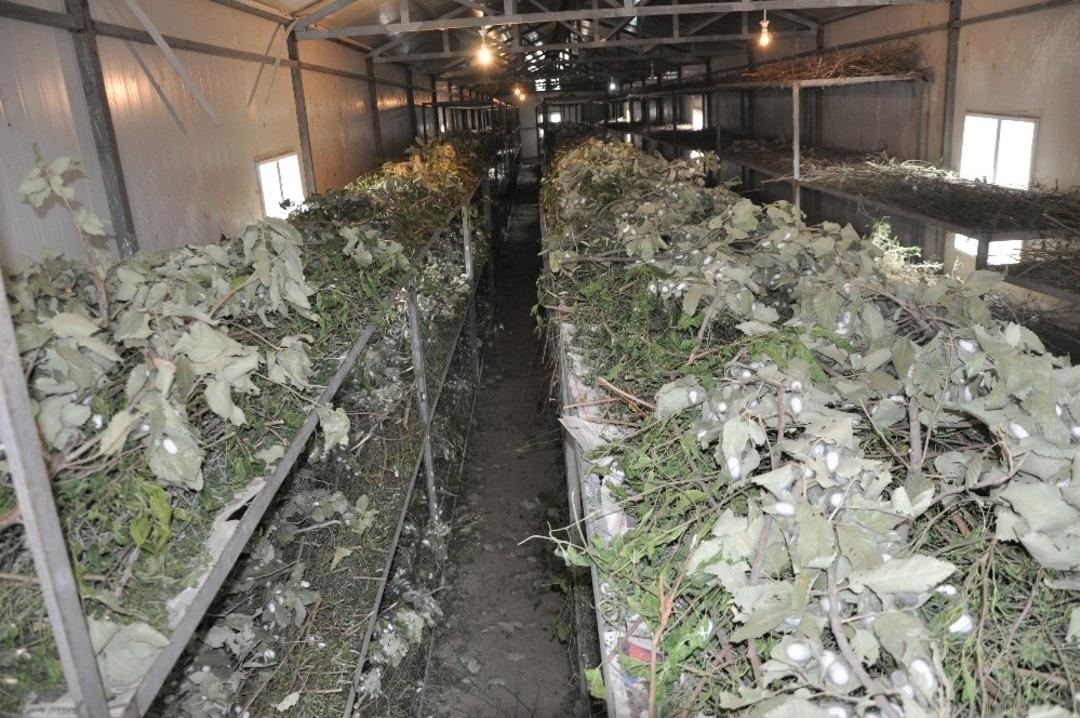 Sason&rsquo;da ipek b&ouml;ceği yetiştiriciliği gelişiyor