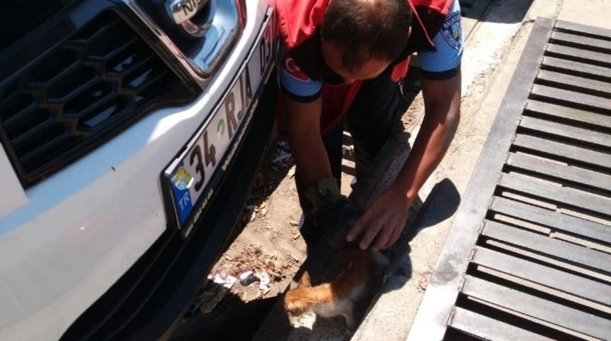 Otomobilin motor b&ouml;l&uuml;m&uuml;ne giren kedi yavrusunu itfaiye kurtardı