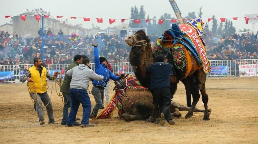 Aydın&rsquo;ın deve g&uuml;reşlerini anlatan belgesel Londra&rsquo;da finalist oldu