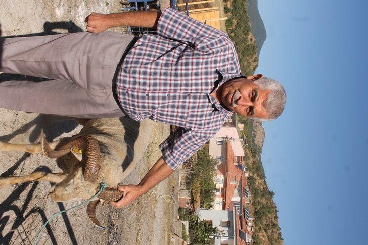 Tosya’da son kurbanlıklar alıcılarını bekliyor G3