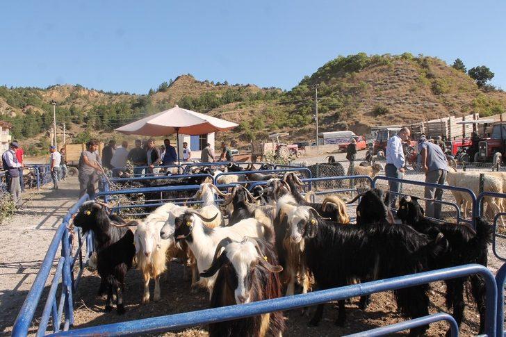 Tosya’da son kurbanlıklar alıcılarını bekliyor G4