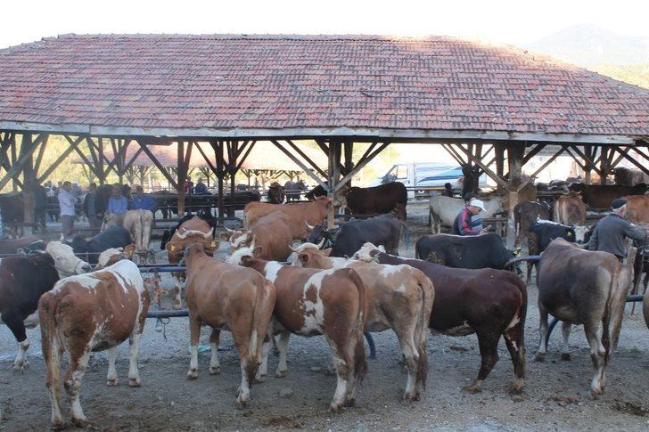 Tosya’da son kurbanlıklar alıcılarını bekliyor G5