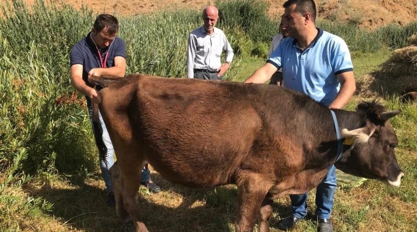 Yüksekova’da büyükbaş ve küçükbaş hayvanlarda hastalık taraması
