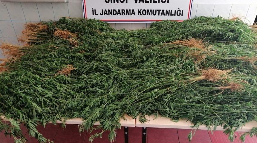 Kenevirlerin bakımını yaparken suçüstü yakalandı