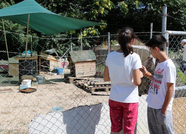 'Bayram harçlıklarıyla sokak hayvanlarına mama hediye edin'