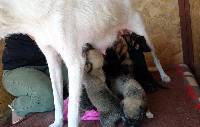 'Bayram harçlıklarıyla sokak hayvanlarına mama hediye edin'