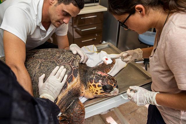 Yaralı deniz kaplumbağaları, KKTC'de tedavi ediliyor