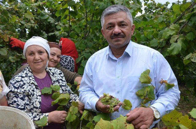 Fındık üreticileri çifte bayram yaşıyor