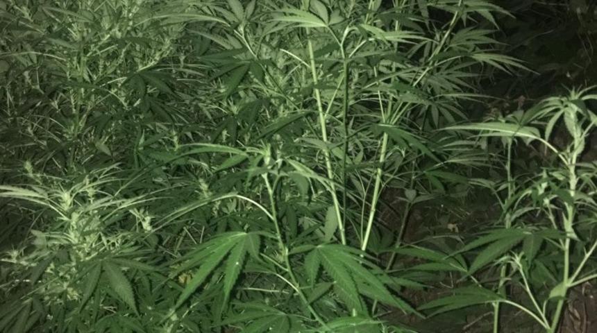 Sarıg&ouml;l&rsquo;de uyuşturucu operasyonu