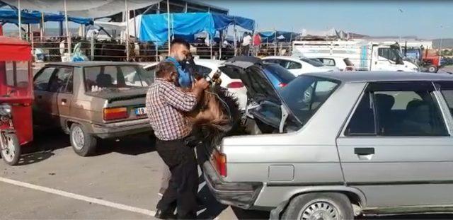 Çorum'da kurbanlıklar bagajda taşındı