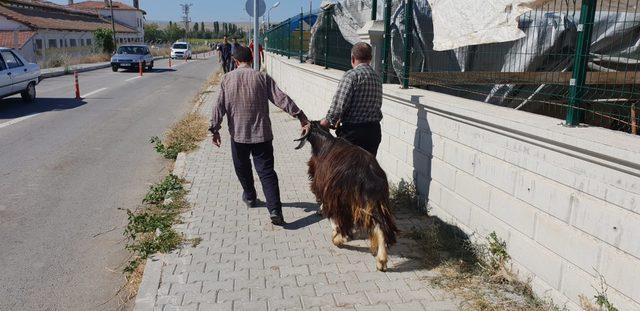 Çorum'da kurbanlıklar bagajda taşındı