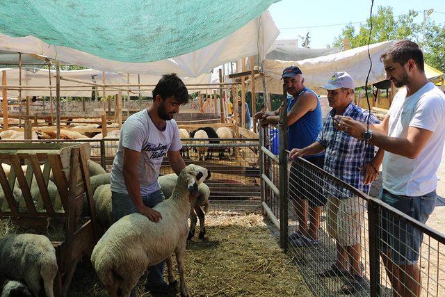 Pazarın maskotu çift boynuzlu koç