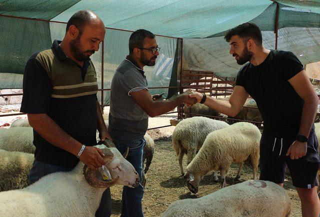 Pazarın maskotu çift boynuzlu koç