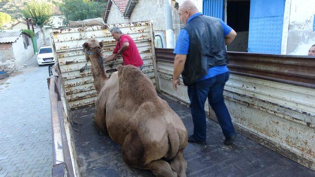 Aydın'da kurbanlık develere büyük ilgi